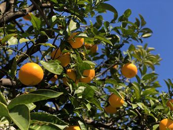 Low angle view of fruits on tree