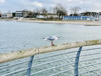 Seagull perching on railing by sea