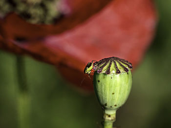 Close-up of ladybug on leaf