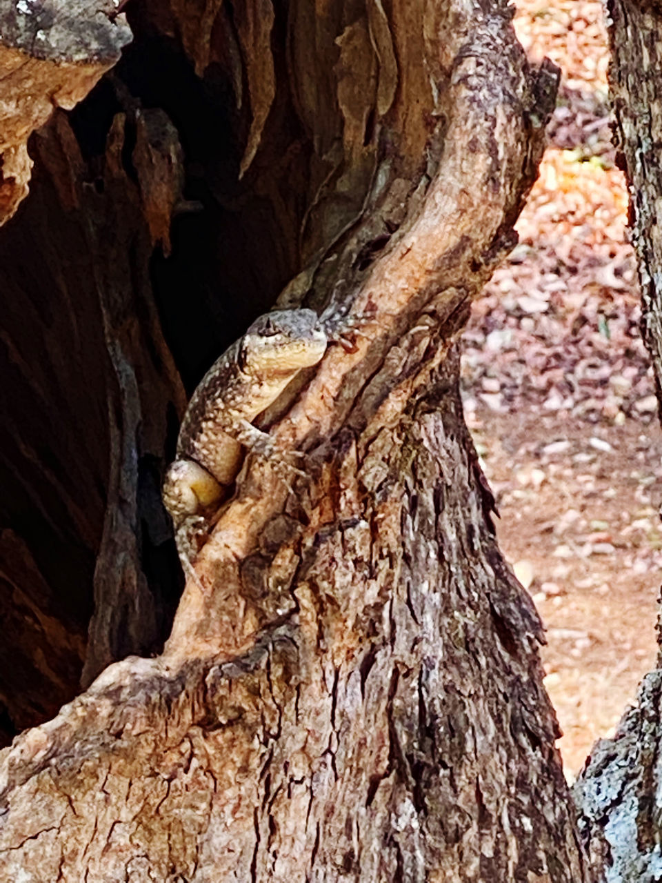 tree, trunk, tree trunk, nature, plant, no people, day, wood, textured, beauty in nature, rock, outdoors, rough, tranquility, branch, land, geology, rock formation, pattern, formation, non-urban scene, sunlight, brown, animal wildlife, travel destinations