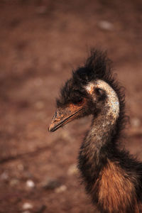 Emu dromaius novaehollandiae bird rests in the dirt in australia, where it is an endemic species