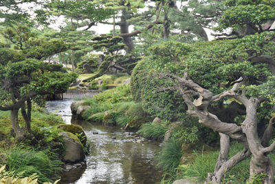 River amidst trees in forest