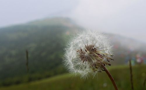 Close-up of dandelion