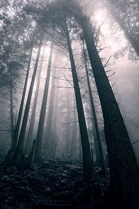 Low angle view of trees in forest
