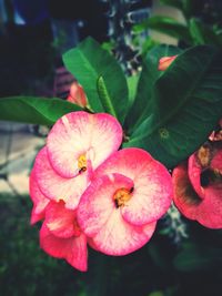 Close-up of red flowers