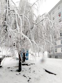 Trees on snow covered field