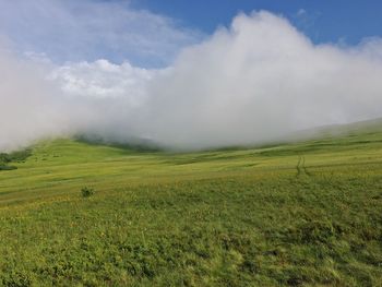 Scenic view of agricultural field against sky