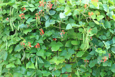 Full frame shot of ivy growing on plant