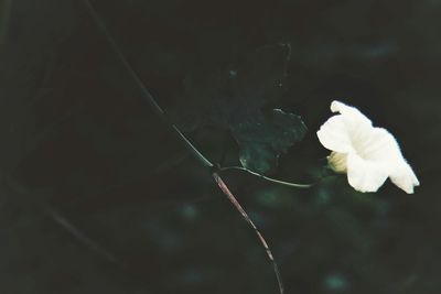 Close-up of white rose flower