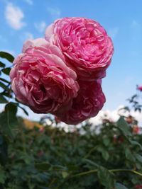 Close-up of pink rose