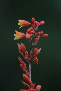 Close-up of red flowering plant against blue background