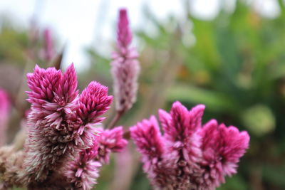 Close-up of pink flowering plant