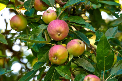 Close-up of apples growing on tree