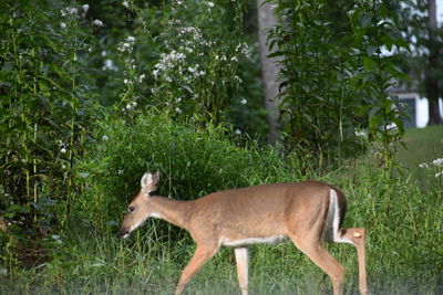 Side view of doe standing in grass