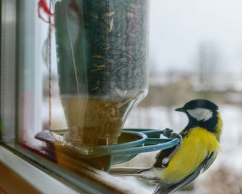 Bird eats sunflower seeds, feeds by the window, helps birds find food in winter