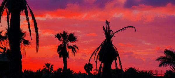 Low angle view of silhouette trees against orange sky