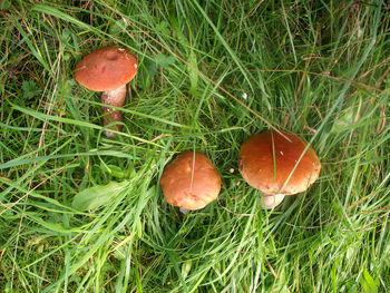 Close-up of mushroom growing on grassy field