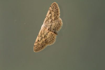 Close-up of fish swimming in sea