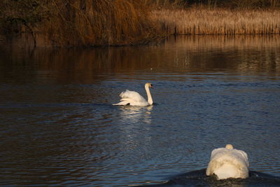 Swans swimming in lake mating season 