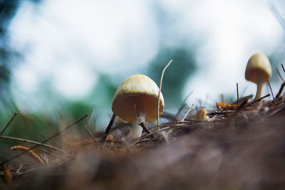 Close-up of mushrooms