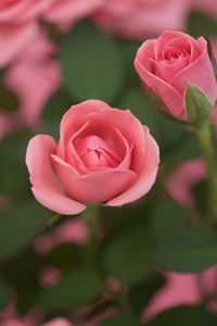 Close-up of pink rose blooming outdoors