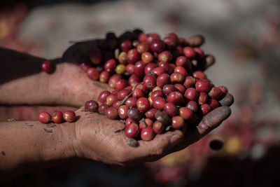 Close-up of hand holding berries