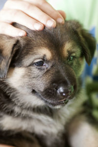 Close-up of woman with dog