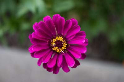 Close-up of pink flower blooming