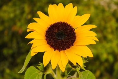 Close-up of sunflower blooming outdoors