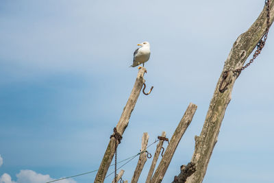 Low angle view of bird perching on tree against sky