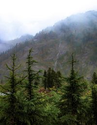 Scenic view of pine trees and mountains against sky