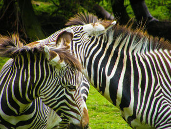 Close-up of zebra