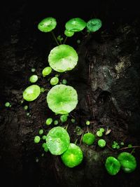 High angle view of vegetables on plant