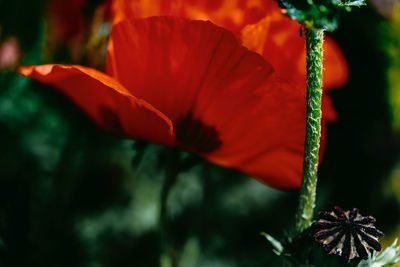 Close-up of red flowering plant