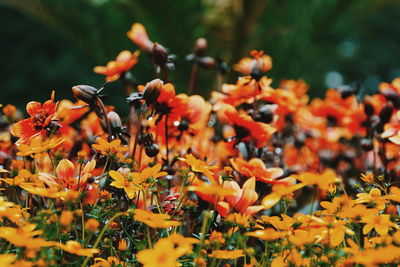 Close-up of orange flowering plant