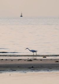 Seagull flying over sea