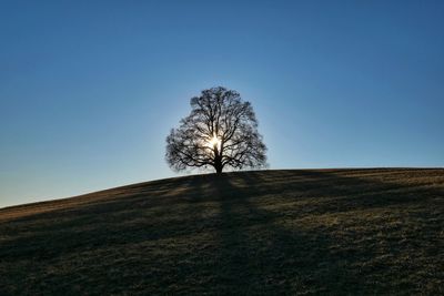 Bare tree on field against clear sky