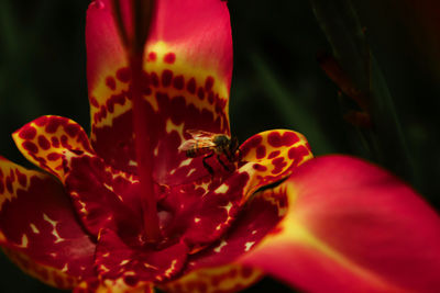 Close-up of red rose flower