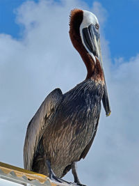 Close-up of a bird