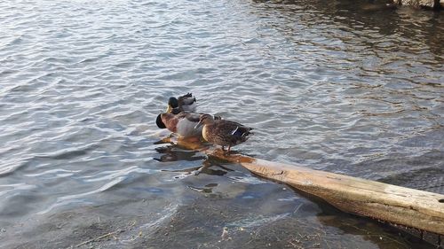 High angle view of dog in water