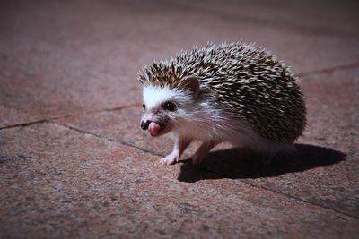 High angle view of a rabbit on footpath
