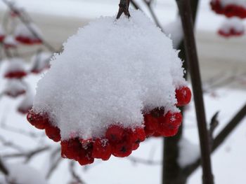 Close-up of snow covered tree