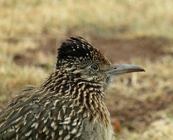 Close-up of a bird looking away