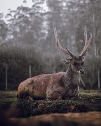 Deer resting on a field