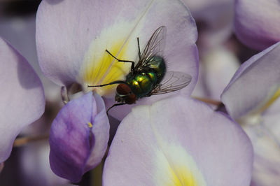 Close-up of bee on purple flower