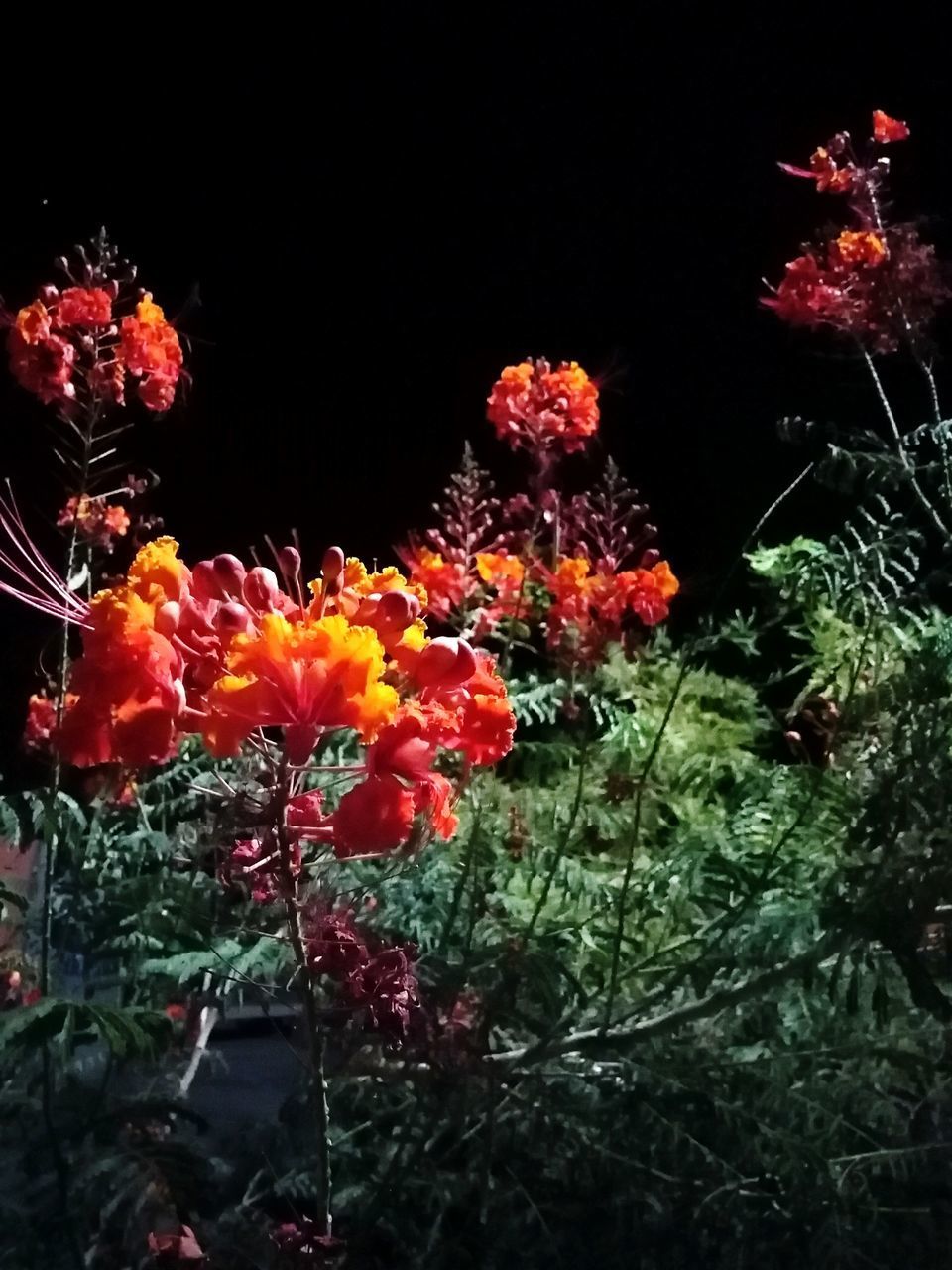 CLOSE-UP OF RED FLOWERING PLANTS