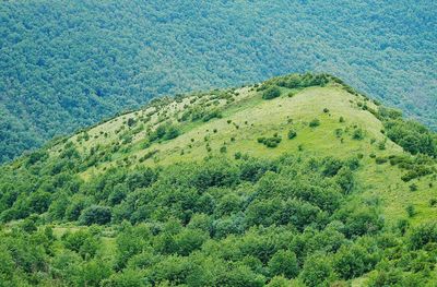 High angle view of trees on land