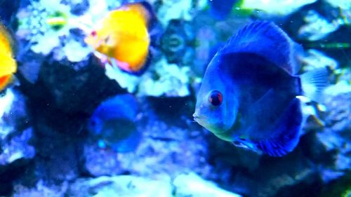 Close-up of fish underwater
