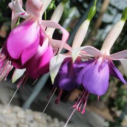 Close-up of pink flowers