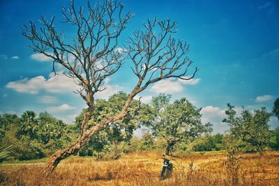 Trees against sky